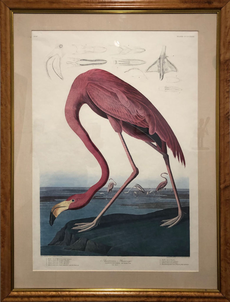 The American Flamingo Image